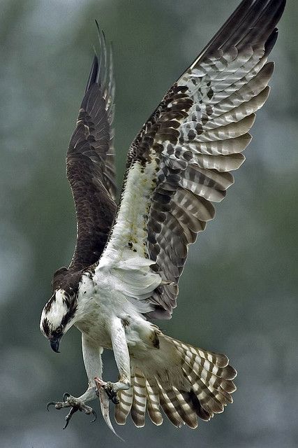 A sea hawk (with a snack!) Birds Wings, Raptors Bird, Regnul Animal, Bird Wings, All Birds, Exotic Birds, Pretty Birds, Bird Photo, Birds Of Prey