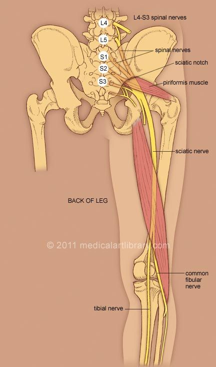 The sciatic nerve in the back of the leg. Nerve Anatomy, Piriformis Muscle, Bolesti Chrbta, Spinal Nerve, Sciatica Pain Relief, Yoga Anatomy, Human Body Anatomy, Spine Health, Nerve Pain Relief