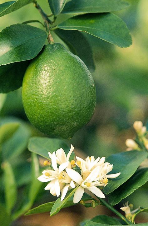 Monrovia - Close Up Monrovia Plants, Tattoo Plant, Citrus Plant, Rogers Gardens, Zone 9, Plant Catalogs, Lime Tree, Meteor Garden 2018, Fruit Photography