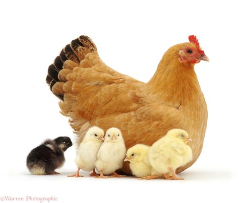 Click to close image, click and drag to move. Use arrow keys for next and previous. Blue Laced Wyandotte, Hen With Chicks, White Hen, Baby Chicks Raising, Chicken Pictures, Urban Chickens, Beautiful Chickens, Chicken Chick, Hen Chicken