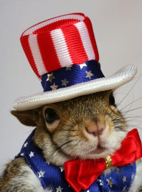 Uncle Sam Squirrel Squirrel Appreciation Day, Sugar Bush, Squirrel Pictures, Squirrel Funny, Cute Squirrel, Super Cute Animals, Baby Animals Funny, Cbs News, Squirrels