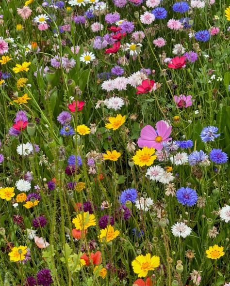 English Wildflower Meadow has encountered a major revival in recent times. Swatches of wildflowers colourful blooms, bees, butterflies and dragonflies are a heartwarming sight to come across. Nature is grounding and colour is uplifting, what a beautiful combination for the mind and the spirit ❤️🌸🦋#englishcountrystyle #english #wildflowers #meadow #spiritual #uplifting #joy #serenity #flowers #blooms #colour #bee #butterfly #dragonfly #nature #is #life #colourinspiration #garden #design #outd... English Wildflowers, Wildflower Field, Meadow Wildflowers, Meadow With Flowers, Floral Meadow, Pretty Fields Wild Flowers, Meadow With Wildflowers, Flower Close Up, English Country Style