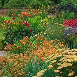 Underplanting Roses, Apricot Delight, Hakone Grass, Rose Companion Plants, Planting Combinations, Fall Borders, Drought Resistant Plants, Pond Ideas, Herbaceous Border