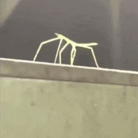 Stick Bug Stick Bugged GIF - StickBug StickBugged Bug - Discover & Share GIFs Get Stick Bugged Lol, Bug Banner Discord, Stickbugged Lol, Bug Stimboard, Bug Stim Gif, Walking Stick Bug, Bug Name Meme, Stick Bug, Mosquito Meme