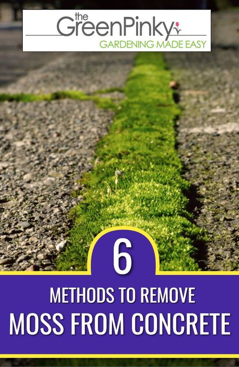 Moss Growing, Moss Removal, Brick Steps, Power Sprayer, Cement Molds, Outdoor Cleaning, Brick Pavers, Concrete Pavers, What To Use