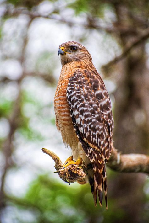 Red Shouldered Hawk waiting for the perfect time to hunt. Red Shoulder Hawk, Colorado Birds, Fairy Garden Castle, Red Shouldered Hawk, Hawk Wings, Backyard Nature, Night Hawk, Time To Hunt, Hawk Tattoo