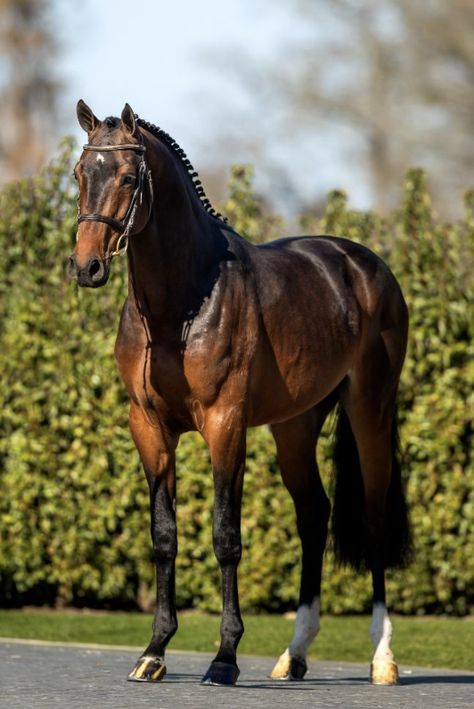 Toulon x Hinault Holsteiner Horse, Horse Coats, English Horse, Horse Inspiration, Horse Aesthetic, Sport Horse, Horse Girl, Beautiful Horses, Ponies