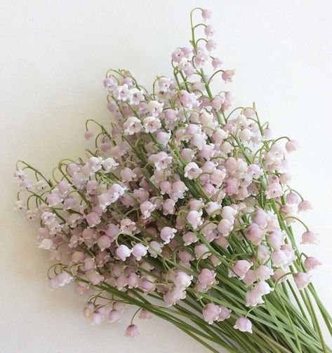 Lily of the valley meaning: discover the symbols and the history behind it Lily Of The Valley Meaning, Lily Of The Valley Bouquet, Lily Of Valley, Lily Of The Valley Flowers, Valley Flowers, Flower Meanings, Nothing But Flowers, Flower Therapy, Interesting History