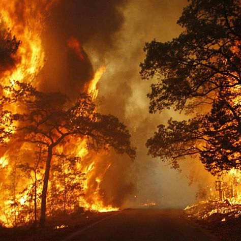 "A wildfire burns out of control beside a road near Bastrop State Park, Texas, Sept. 5, 2011. Instagram photo by Mike Stone, Reuters Bastrop State Park, Pyroclastic Flow, Fire Tornado, Bastrop Texas, Wildland Firefighting, Texas State Parks, Wildland Fire, Dramatic Photos, Wildland Firefighter