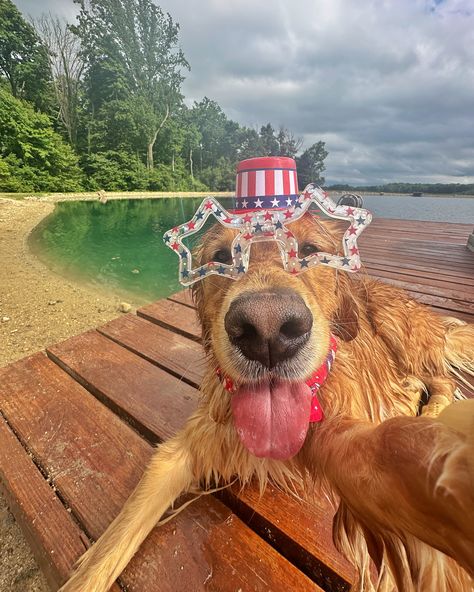 Happy Fourth of July! Stay safe friends ❤️ #dogsofinstagram #goldenretriever #dogselfie Cute Random Pictures, Animals At The Beach, Animals In Art, Funny Animals Videos, Animals Gif, Animals Memes, Book Funny, Reddit Funny, Cute Dogs Images