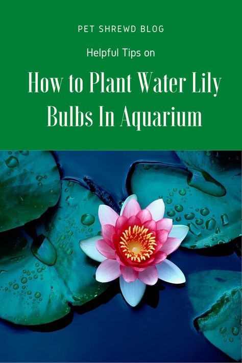 Aquarium Pets, Turtle Aquarium, Turtle Pond, Lily Bulbs, Turtle Tank, African Cichlids, Water Lilly, Freshwater Aquarium, Colorful Fish