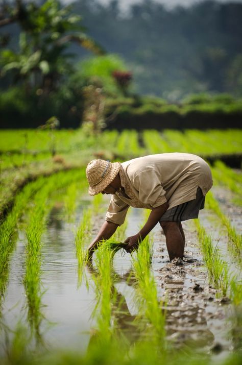 The Beautiful Occupation Village Life - The Real Bali in Photos - The Beautiful Occupation Agriculture Pictures, Rice Farming, Farmer Painting, Agriculture Photography, Agriculture Photos, Farming Technology, Village Photos, Rice Field, Farm Photography