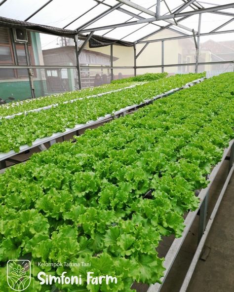 Selada Caipira usia 45 HSS When To Harvest Broccoli, Lettuce