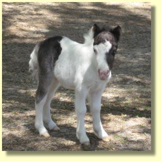 Miniature Horses For Sale, Stallions, and Fillies. Miniature Horses For Sale, Miniature Ponies, Gorgeous Horses, Miniature Horses, Horse Coats, Pensacola Florida, Mini Horse, Cute Jokes, Miniature Horse