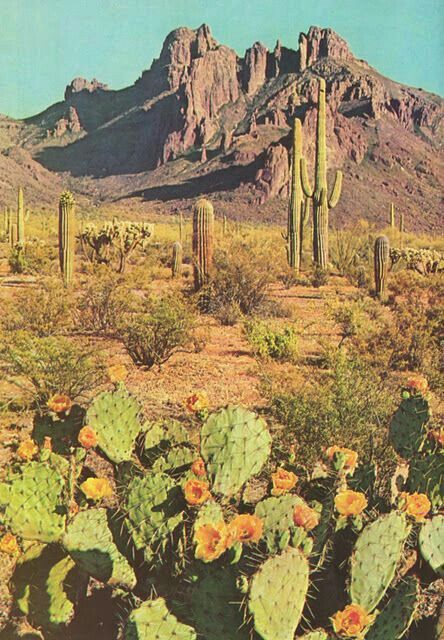 Arizona. Desert Aesthetic, Into The West, Desert Dream, Desert Life, Desert Vibes, Sonoran Desert, Biome, Desert Landscaping, Cacti And Succulents