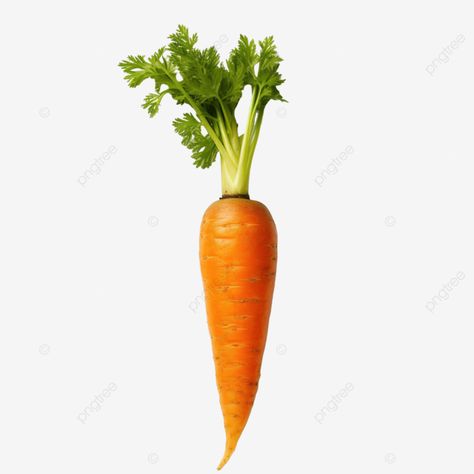 top view photo of single fresh orange carrot vegetable isolated with clipping path in png file for Carrot Vegetable, Fresh Orange, View Photo, Top View, File Format, Free Png, Background Patterns, View Photos, Carrots