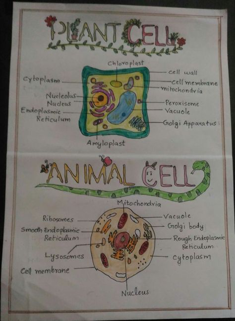 Animal Cell Diagram Class 9, Animal Cell And Plant Cell Drawing, Biology Notes Animal And Plant Cells, Plant And Animal Cell Project Poster, Cell Diagram Aesthetic, Plant Cell And Animal Cell Drawing, Animal Cell Notes Aesthetic, Plant Cell Drawing With Label, Plant Cell Diagram Drawing