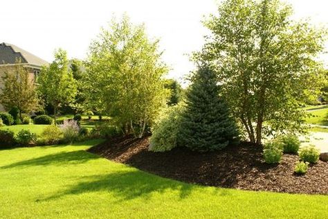 Berm Landscaping, Evergreen Landscape, Cheap Landscaping Ideas, Privacy Landscaping, Areas Verdes, Easy Landscaping, Beautiful Yards, Yard Landscape, Landscape Plans