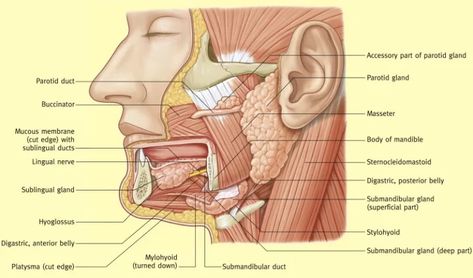 Histological structure of salivary glands, Parotids, Sublingual and Submandibular glands Stratified Squamous Epithelium, Salivary Glands, Parotid Gland, Basement Membrane, Soft Palate, Salivary Gland, Cell Membrane, Digestive Enzymes, Healthy Teeth