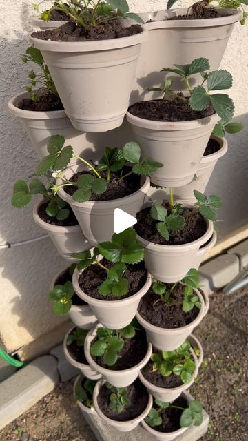 Des | Practical Preparedness on Instagram: "Dollar Tree stackable planters are BACK! I used these last spring for my strawberries and I immediately regretted not buying more. These are such a great way to maximize garden space with a small footprint. Can’t grow a vast herb garden? Grow it TALL! Who’s already dreaming of Spring possibilities? 🙋🏻‍♀️ ✨Like, Comment & Share✨ #muthaprepper #dollartree #dollartreefinds #garden #gardening #prepper #preparedness #prepping #spring #backyardgarden #selfsufficient #selfsufficiency #microhomestead #homestead #urbangarden #urbanprepping" Dollar Tree Strawberry Planter, Dollar Tree Stackable Planters, Stackable Planters, Strawberry Planters, Tin Can Crafts, Dollar Tree Finds, Garden Deco, Garden Art Diy, Can Crafts