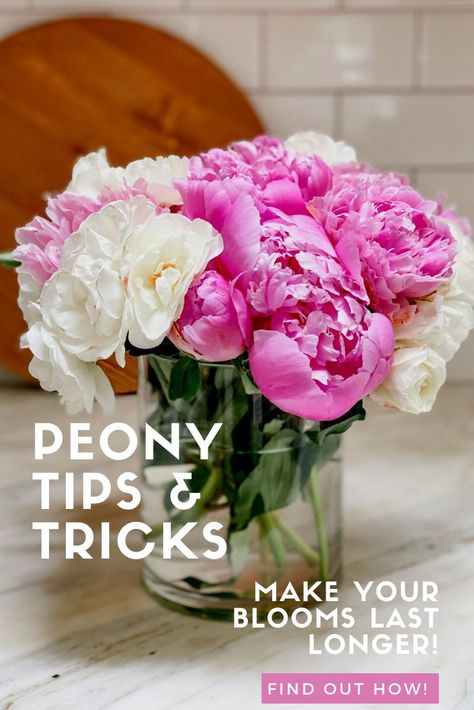 Peony season is a favorite of mine. Read my peony tips and tricks for a beautiful arrangement. Including how to make peonies last longer and my favorite place to buy them too! Peonies Flower Arrangement Wedding, Perennials For Sun, Peonies In Vase, Peony Vase, Peony Flower Arrangements, Peony Care, Summer Flower Arrangements, Peony Arrangement, Peonies Season