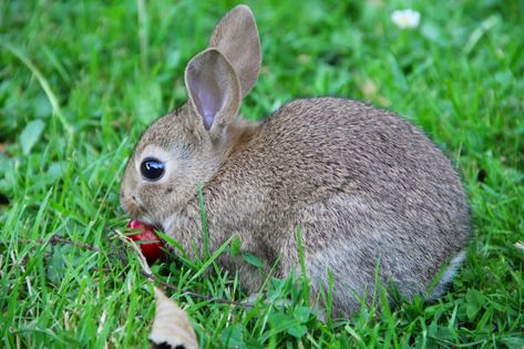 Can rabbits eat strawberries and does it have any effect on them?  Many fruits have to much natural sugar in them which can upset your bunny.  Read all about strawberry and if they are fine for you to feed to your pet bunny.  Rabbit diet needs careful consideration and planning.  Let us guide you through the process of choosing a great rabbit diet which will include strawberries.  RABBIT | PET RABBT | BUNNY DIET | RABBIT FOOD | STRAWBERRY  #PETRABBIT #RABBITFOOD #DIET Wild Baby Rabbits, Bunny Diet, Rabbit Water Bottle, Baby Rabbits, Wild Bunny, Pet Rabbit Care, Rabbit Diet, Female Rabbit, Young Rabbit