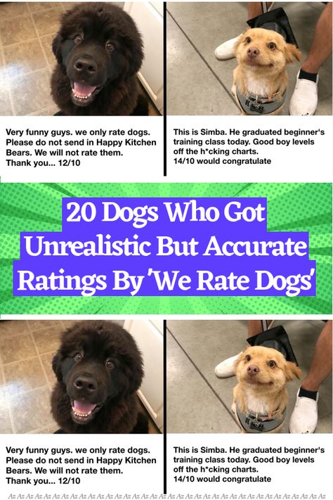 We Rate Dogs Twitter, We Rate Dogs, Cute Dog Clothes, Dog Rooms, Cute Cat Wallpaper, Animal Stories, Funny Cute Cats, Man Humor, Us Images