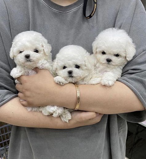 Teacup Maltese puppies available now Tea Cup Maltese, Diana Hair, Friends Cute Pictures, Princess Diana Hair, Bichon Dog, Teacup Maltese Puppies, Puppy Pics, Teacup Maltese, Dogs Grooming