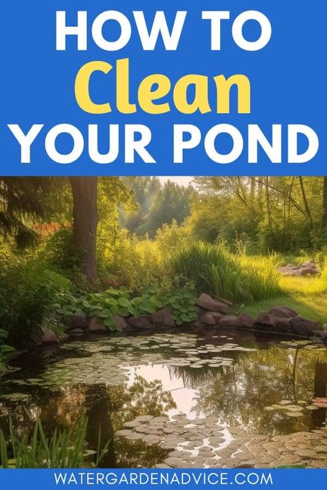 How To Clean A Neglected Pond | Water Garden Advice Pond Spitters, Pond Algae, Retention Pond, Aquatic Environment, Pond Netting, Pond Cleaning, Garden Ponds, Pond Maintenance, Backyard Pond