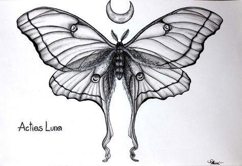 Luna Moth Black And White, Black And White Luna Moth Tattoo, Black And White Moth Tattoo, Moth And Moon Tattoo, Luna Moth Drawing, Moon Moth Tattoo, Lunar Moth Tattoo, Luna Moth Tattoo, Draw Tattoo