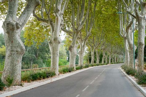 Platanus x hispanica (London Plane Tree) London Plane Tree, London Plane, Deer Garden, Net Storage, Plane Tree, Flowering Cherry Tree, Street Trees, Coastal Gardens, City Garden