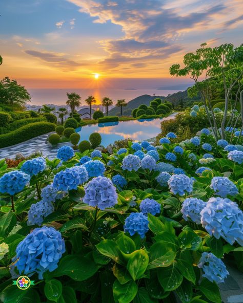 The Most Beautiful Blue Flowers in the World! 💙 Snowball Hydrangea, Hardy Hydrangea, Large Trellis, French Hydrangea, Beautiful Blue Flowers, Hydrangea Petiolaris, Lace Cap Hydrangea, Hydrangea Serrata, Big Leaf Hydrangea