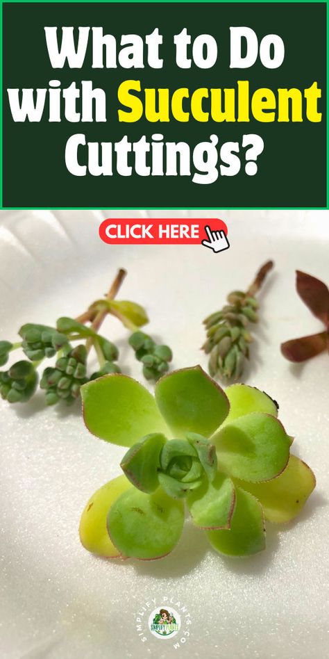 "Discover effective methods for succulent propagation with our guide on what to do with succulent cuttings! Learn essential techniques for replanting cuttings, rooting methods, and the importance of callusing cuttings. Explore creative ways to reuse cuttings in stunning arrangements and gain valuable growth tips to ensure your succulents thrive. Perfect for plant lovers looking to expand their collection!" Succulent Care Indoor, Replanting Succulents, Succulents Care, Succulent Propagation, How To Water Succulents, Dream Patio, Succulent Cuttings, Propagating Succulents, Succulent Gardening