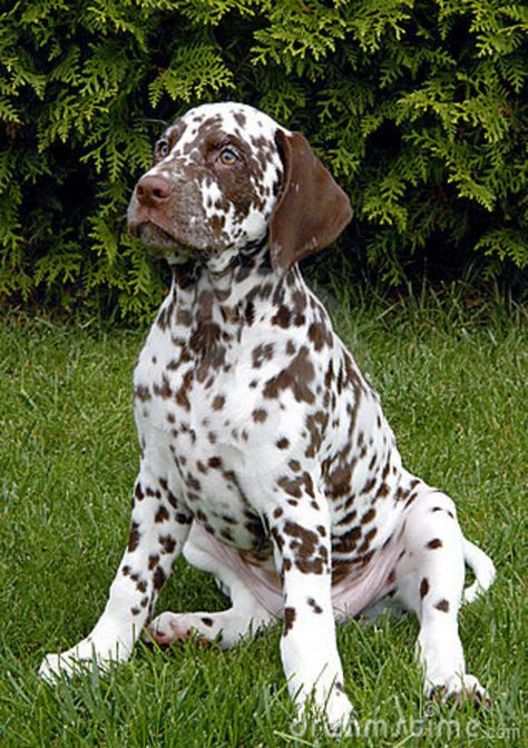 Liver Spotted Dalmatian, Chocolate Dalmatian, Dalmatian Puppies, Spotted Dog, Dalmatian Puppy, Dalmatian Dogs, 101 Dalmatians, Flower Gardens, Puppy Dogs