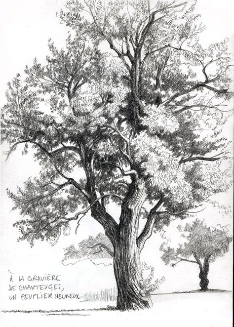 Tree Pencil Sketch, 숲 사진, Landscape Pencil Drawings, Tree Drawings Pencil, Pencil Trees, Nature Sketch, Tree Sketches, Drawing Course, Landscape Sketch