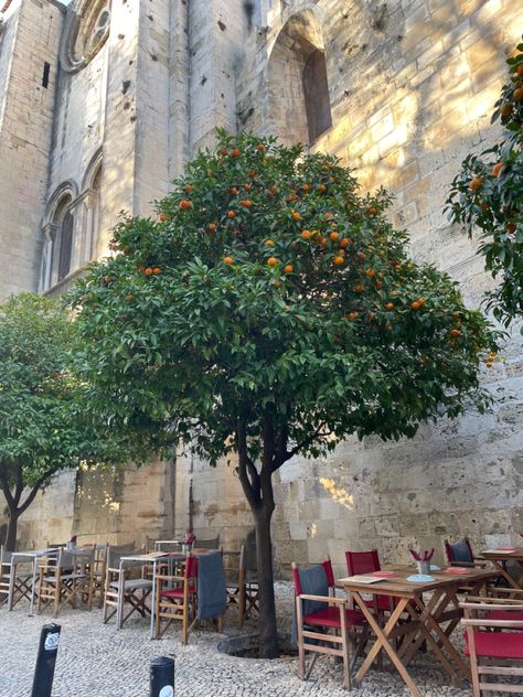 tangerine tree, summer, european summer, aesthetic, lisbon, portugal, nature, plant Portugal Nature, Tangerine Tree, Hacienda Homes, Tree Aesthetic, European Summer Aesthetic, Lisbon Portugal, European Summer, Summer Aesthetic, Lisbon