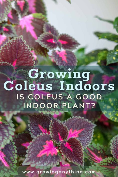 Growing Coleus Indoors: Is Coleus a Good Indoor Plant 2024 Coleus Plants Indoor, Coleus Plants Care, Coleus Care, Coleus Plants, Best Indoor Plants, House Plant Care, Garden Stuff, Growing Indoors, Annual Plants