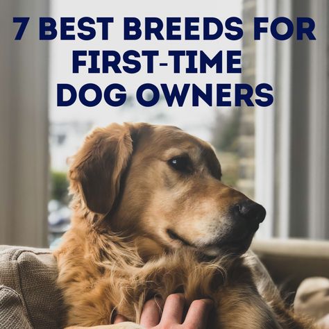 7 Best Dog Breeds for First-Time Owners. Learn what you should consider as a first-time owner and the best seven dog breeds to choose from. Bringing Home Puppy, Family Dogs Breeds, American Heart Month, Top Dog Breeds, Agility Training For Dogs, Dog Breeds List, Heart Month, Dog Obsessed, Puppy Teething