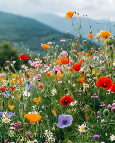 Wild Flowers Aesthetic, February Nature, Ipad Wallpaper Backgrounds, Wildflower Pictures, Wildflower Aesthetic, Wild Flower Field, Field Of Wild Flowers, California Wildflowers, Wildflower Photo