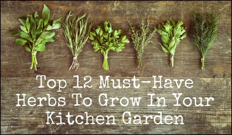 Top 12 Must-Have Herbs To Grow In Your Kitchen Garden Herbs To Grow, Herbs List, Shade Garden Design, Types Of Christmas Trees, Diy Herb Garden, Types Of Herbs, Succulent Garden Diy, Kitchen Herbs, Herbs Indoors