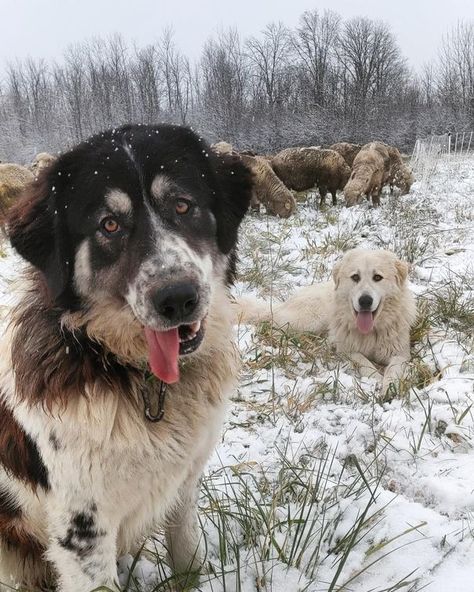 Livestock guardian dogs don’t mess around and are not a typical family pet Working Dogs Farm, Livestock Guardian Dog Breeds, Best Farm Dogs, Katahdin Sheep, Livestock Guardian Dog, Livestock Guardian, Dog Aesthetic, Huge Dogs, Farm Dogs