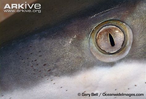 Dusky Shark, Eye Details, Sharks, Silver Rings, Quick Saves