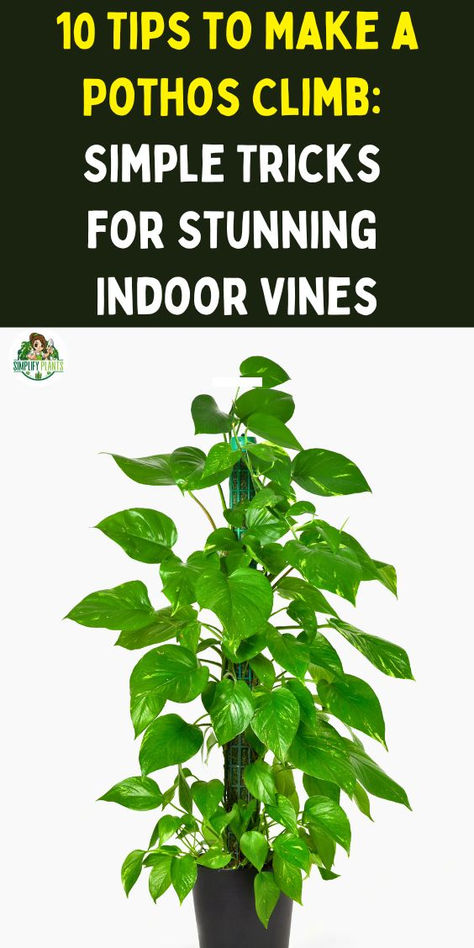 "Discover creative Pothos climbing ideas to transform your indoor space!  Learn how to train your Pothos vines to beautifully climb walls in your  bedroom or living room. Explore DIY techniques and tips for effective  Pothos wall climbing ideas that enhance your home decor. Elevate your  plant game with these stylish and practical Pothos climbing ideas!" Pothos Ideas Decor, Indoor Pothos Plants, Pothos Plant Ideas, Pothos Vine Ideas, Pothos Plant Climbing Ideas, Pathos Plant Decor Ideas, Vine Plants Indoor Climbing, Pathos Plant Decor, Pothos Wall Climbing