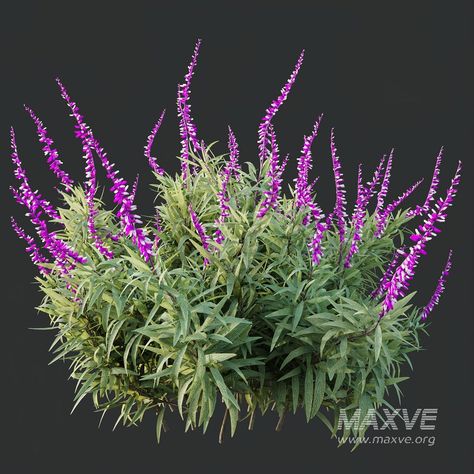 HQ Plants Salvia Leucantha Mexican Sage Santa Barbara Mexican Bush Sage, Mexican Sage, Paving Texture, Outdoor Technology, Material Library, Santa Rita, Latin Words, Nature Beautiful, Organic Modern