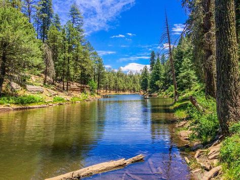 Camping In Ohio, Arizona Camping, Zane Grey, Family Cabin, Ponderosa Pine, Camping Spots, White Mountains, White Mountain, Cabin Rentals