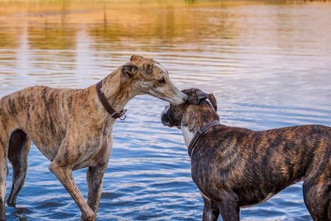 Sometimes called tiger-striped dogs, these brindle breeds have some of the most uniquely colored coats in all of the animal kingdom. The post 15 Adorable Brindle Dog Breeds You Need to Know appeared first on Reader's Digest. Russian Dog Breeds, Brindle Dog, German Dog Breeds, Glen Of Imaal Terrier, Corgi Dachshund, Chinese Dog, Huge Cat, Plott Hound, Black Dogs