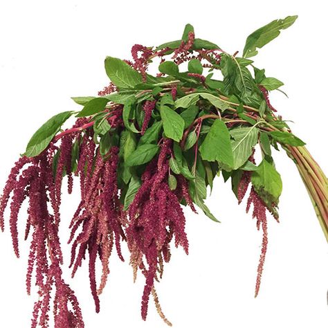 Amaranthus hanging burgundy Names Of Flowers, Flowers By Color, Hanging Amaranthus, Wedding Flower Guide, Flower Varieties, Flower Guide, Cascade Bouquet, Diy Wedding Flowers, Green A