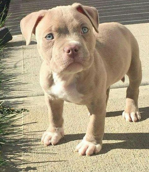 So now you're asking: Can I give my dog an ice cream cone? Pitbull Dog Puppy, Super Cute Puppies, Very Cute Dogs, Baby Animals Pictures, Cute Little Puppies, Pitbull Puppies, Pit Bulls, Cute Dogs And Puppies