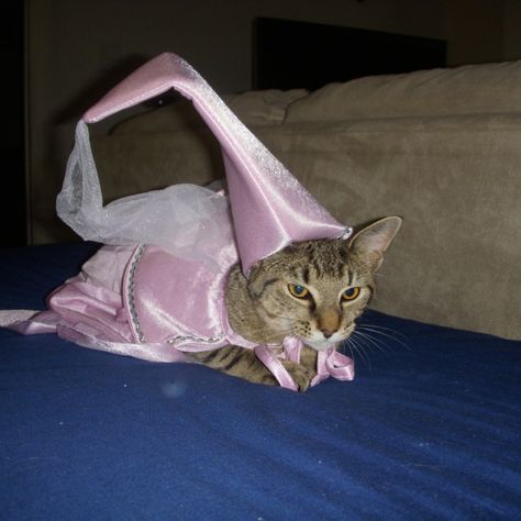 Cat in princess costume Boys Cat Costume, Cat In Costume, Cats In Costumes, Princess Pet, Kitten Costumes, Cat Princess, Cat Dressed Up, Halloween 23, Playlist Covers Photos