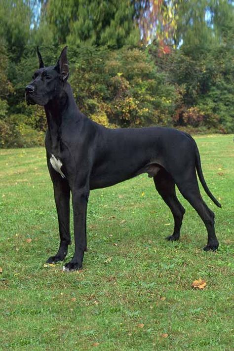 Tallest Dog, Beautiful Dog Breeds, Dane Puppies, Big Dog Breeds, Great Dane Puppy, Dane Dog, Great Dane Dogs, Large Dog Breeds, Cute Dogs And Puppies